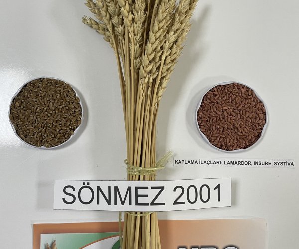 Sönmez-2001