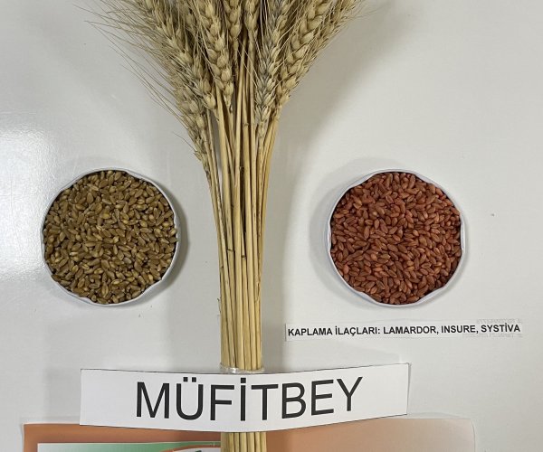 Müfitbey