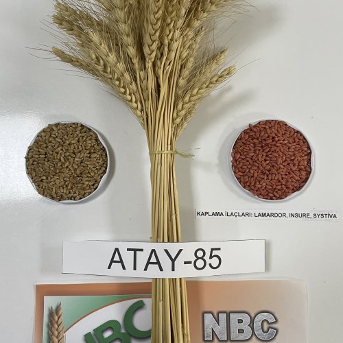 Atay–85