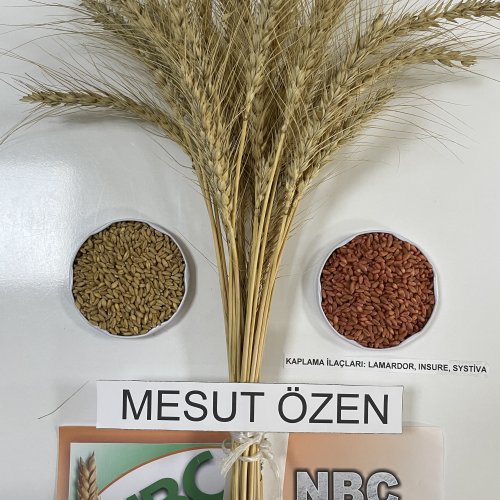 Mesutözen