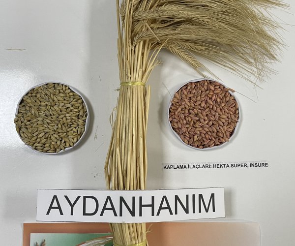 Aydanhanım