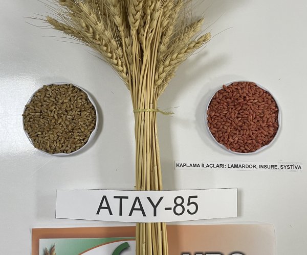 Atay-85