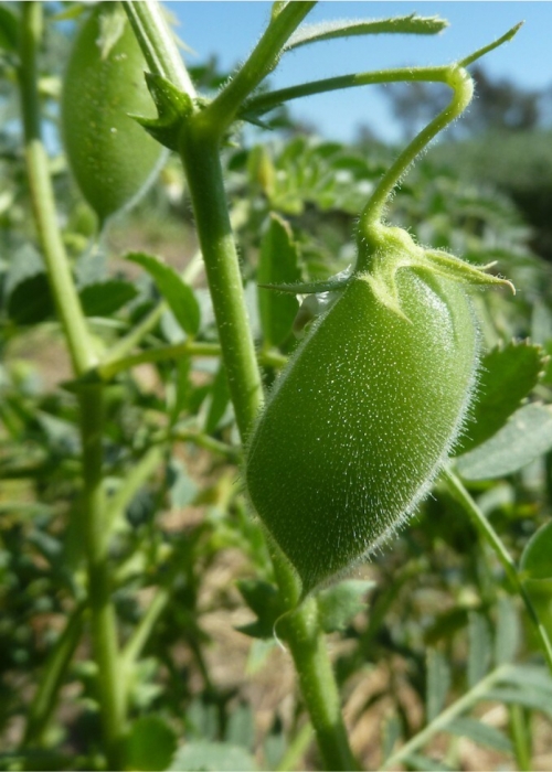 Certified Chickpea Seed